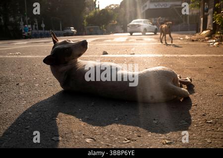 Un cane randagio giace in una strada trafficata all'alba nel centro di Kolkata, Calcutta, Bengala Occidentale, India Foto Stock