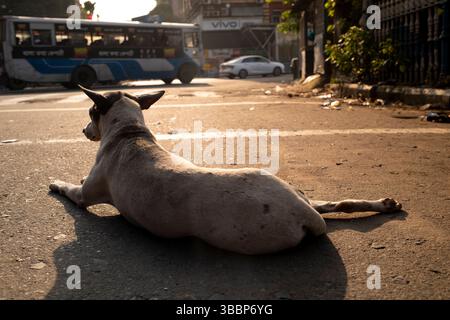 Un cane randagio giace in una strada trafficata all'alba nel centro di Kolkata, Calcutta, Bengala Occidentale, India Foto Stock