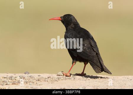 Pasta a becco rosso (Pyrrhocorax pyrrrhocorax), Marocco, Africa Foto Stock