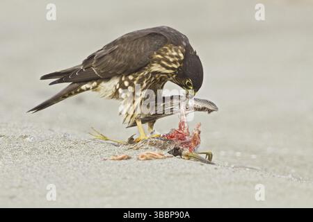 Merlino (Falco columbarius), Washington, Stati Uniti, Nord America Foto Stock