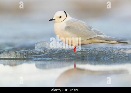 Ross's Gull (Rhodostethia rosea) che si nutre su un piccolo stagno sulla tundra nell'Alaska settentrionale Foto Stock