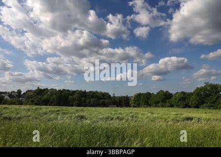 Natur in Ballungsräumen Grünland mit Büschen und Wald im sommerlichen Essener Ruhrtal unter Einwirkung von Hitze und Trockenheit Essen Nordrhein-Westfalen Deutschland *** natura nelle aree urbane prati con arbusti e foreste nella valle della Ruhr di Essen in estate sotto l'influenza del calore e della siccità Essen Renania settentrionale-Vestfalia Germania Foto Stock