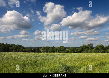 Natur in Ballungsräumen Grünland mit Büschen und Wald im sommerlichen Essener Ruhrtal unter Einwirkung von Hitze und Trockenheit Essen Nordrhein-Westfalen Deutschland *** natura nelle aree urbane prati con arbusti e foreste nella valle della Ruhr di Essen in estate sotto l'influenza del calore e della siccità Essen Renania settentrionale-Vestfalia Germania Foto Stock