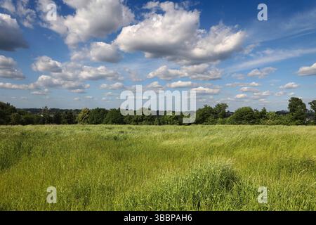 Natur in Ballungsräumen Grünland mit Büschen und Wald im sommerlichen Essener Ruhrtal unter Einwirkung von Hitze und Trockenheit Essen Nordrhein-Westfalen Deutschland *** natura nelle aree urbane prati con arbusti e foreste nella valle della Ruhr di Essen in estate sotto l'influenza del calore e della siccità Essen Renania settentrionale-Vestfalia Germania Foto Stock