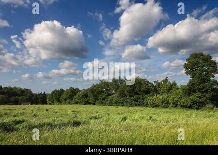 Natur in Ballungsräumen Grünland mit Büschen und Wald im sommerlichen Essener Ruhrtal unter Einwirkung von Hitze und Trockenheit Essen Nordrhein-Westfalen Deutschland *** natura nelle aree urbane prati con arbusti e foreste nella valle della Ruhr di Essen in estate sotto l'influenza del calore e della siccità Essen Renania settentrionale-Vestfalia Germania Foto Stock