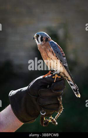 American Kestrel (Falco sparverius) si trova sul pugno dell'operatore guardando l'uccello in cattività sinistro Foto Stock