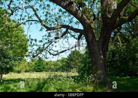 Springfield Park, Upper Clapton, Londra Regno Unito, a maggio, con alberi e piante Foto Stock