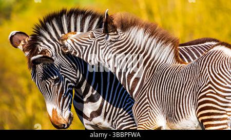 La Zebra di Grevy adulta (Equus grevyi) nuzzerà il suo puledro giovanile più piccolo in un tenero momento di cura delle erbe di savana illuminate dal sole Foto Stock