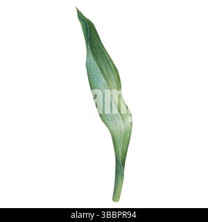Foglia di tulipani verde con sfumature e sfumature di morbido acquerello. Illustrazione disegnata a mano di un'elegante forma allungata della pianta, con vena centrale e leggermente Foto Stock