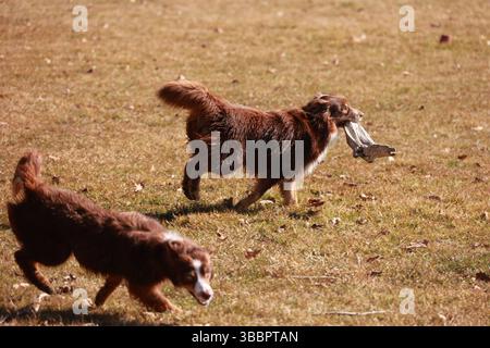 Due cani corrono in un campo, uno di loro ha un frisbee Foto Stock