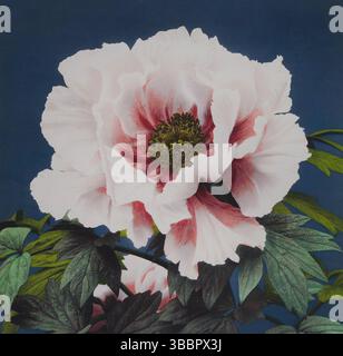 Bellissime stampe fotomeccaniche di (1887–1897) di Ogawa Kazumasa. Foto Stock