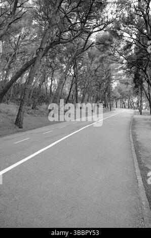 Immagine in bianco e nero di una strada tortuosa vuota costeggiata da alti pini in un tranquillo ambiente boschivo Foto Stock