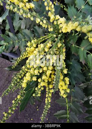 Mahonia fiorente di arbusti sempreverdi di colore giallo vivo all'inizio della primavera Foto Stock