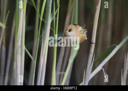 Barba - Bartmeise - Panurus biarmicus ssp. Biarmicus, Germania, giovanile, Europa Foto Stock