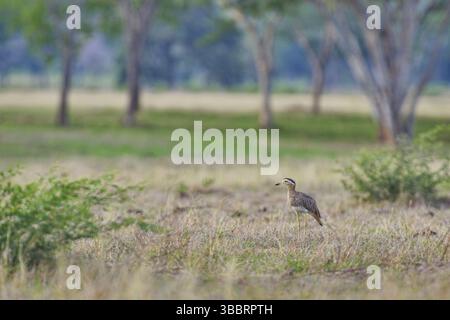 Ginocchio spesso a doppia striscia nella vegetazione del Parco Nazionale del Palo Verde Foto Stock