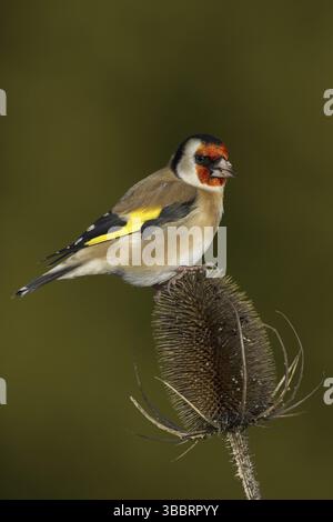 European Goldfinch (Carduelis carduelis), Galles, Regno Unito, Europa Foto Stock