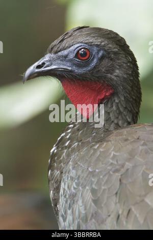 Guan crestato (Penelope purpurascens) arroccato su una diramazione in Costa Rica, America centrale Foto Stock