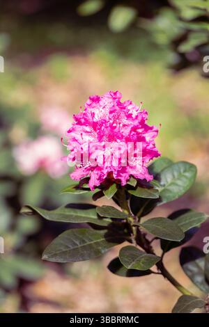 Vivace fiore rododendro rosa in primavera. Dorset, Inghilterra, Regno Unito Foto Stock