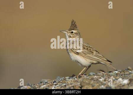 Crested Lark (Galerida cristata), Oman, Asia Foto Stock