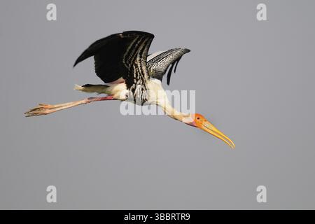 Cicogna dipinta (Mycteria leucocephala) in volo, India, Asia Foto Stock