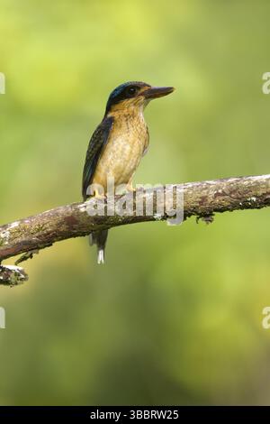 Buff-breasted Paradise Kingfisher (Tanysiptera sylvia) juvenile, Queensland, Australia, Oceania Foto Stock