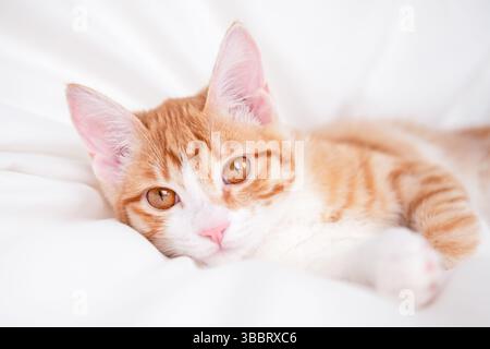 Simpatico gattino rosso su sfondo chiaro. Foto Stock