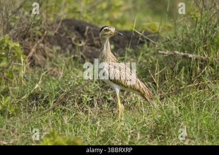 Burhinus bistriatus Palo Verde National Park, Costa Rica, ginocchio spesso a doppia striscia 17 ottobre Burhinidae adulti Foto Stock