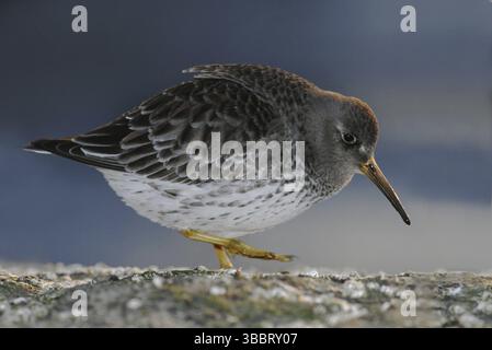 Sandpiper viola (Calidris maritima), New Jersey, Stati Uniti, Nord America Foto Stock