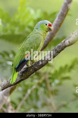 Pappagallo dalla fronte rossa (Poicephalus gulielmi) al Laguna Lagarto Lodge vicino a Boca Tapada, Costa Rica, America centrale Foto Stock