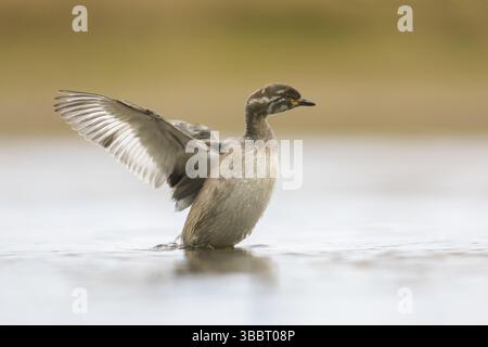 Australasian Grebe (Tachybaptus novaehollandiae) giovane flapping, Victoria, Australia, Oceania Foto Stock