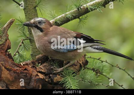 Jay eurasiatico (Garrulus glandarius), bassa Sassonia, Germania, Europa Foto Stock