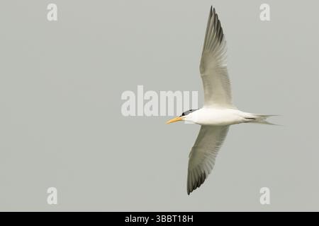Tern di Crested minore (Thalasseus bengalensis) in volo, Gambia, Africa Foto Stock