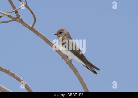 Martin (Riparia paludicola), Masai Mara, Kenya, Africa Foto Stock
