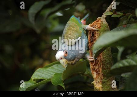 Ritratto di pappagallo, congedo verde. Coppia di uccelli, pappagallo verde e grigio, Pionus bianco-coronato, Parrot bianco-capped, Pionus senilis, in Messico. Pappagalli c Foto Stock