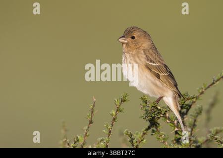 Comune Rosefinch - Karmingimpel - Carpodacus erythrinus ssp. Ferghanensis, Kirghizistan, donna adulta, Asia Foto Stock