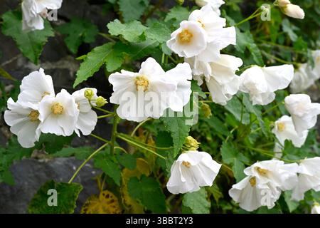 Annuire fiori primaverili bianchi di abutilon Corynabutilon vitifolium UK Garden maggio Foto Stock