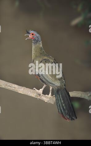 Chachalaca Ortalis wagleri Alamos, Sonora, MESSICO gennaio Cracidae adulti Foto Stock