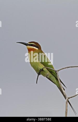Olive Bee-Eater (Merops superciliosus), Lago Baringo, Kenya, Africa Foto Stock