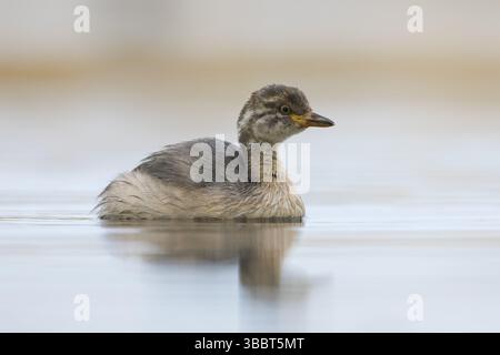 Australasian Grebe (Tachybaptus novaehollandiae) Young, Victoria, Australia, Oceania Foto Stock