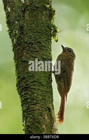 Woodcreeper (Glyphorynchus spirurus) con becco a cuneo arroccato su un ramo nella foresta pluviale della Guyana Foto Stock