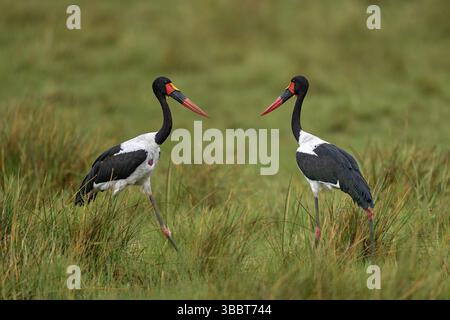 Volo di uccello delta di Okavango. Cicogna a sella, o sella, in habitat naturale. Uccello nell'erba verde durante la pioggia, delta di Okavango, Botswana in AF Foto Stock