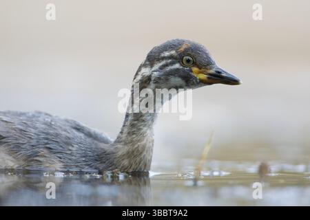 Australasian Grebe (Tachybaptus novaehollandiae) Young, Victoria, Australia, Oceania Foto Stock