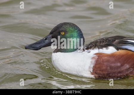 Northern Shoveler (Anas clypeata), nuoto maschile sulla palude, Tablas de Daimiel, Castilla la Mancha, Spagna, Europa Foto Stock