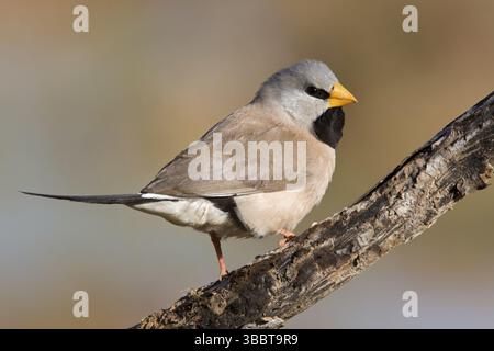 Finch a coda lunga (Poephila acuticauda), Kimberley, Australia Occidentale, Australia, Oceania Foto Stock