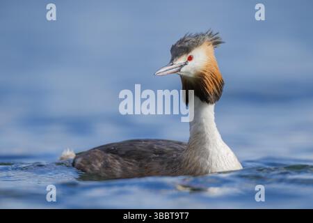 Haubentaucher, Podiceps cristatus Great Crested Grebe, Podiceps cristatus Foto Stock