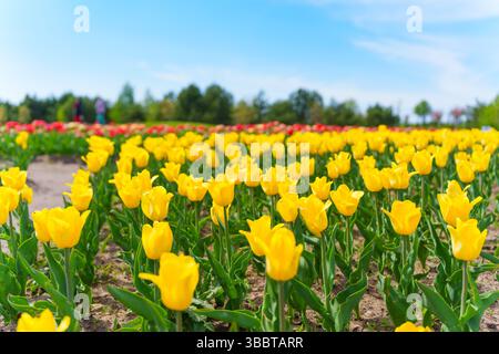 Un campo di tulipani gialli vibranti si estende attraverso il paesaggio, mostrando la loro bellezza contro un cielo blu brillante, catturando l'essenza della primavera in Foto Stock