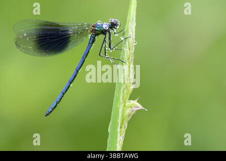 Demoiselle a banda (Calopteryx splendens), maschio coperto da gocce di rugiada su lama d'erba, bassa Sassonia, Germania, Europa Foto Stock