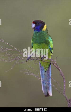 Ventotto pappagalli (Barnardius zonarius semitorquatus), Australia Occidentale, Australia, Oceania Foto Stock