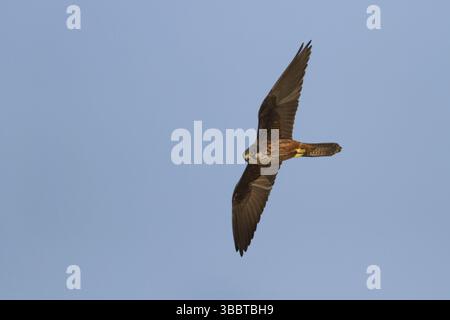 Falco eleonorae di Eleonora, Cipro, Europa Foto Stock