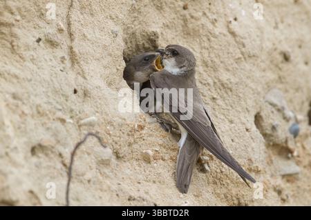 Common Sand Martin - Uferschwalbe - Riparia riparia ssp. riparia, Germania, adulti e giovani, Europa Foto Stock